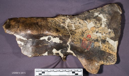 Avaceratops lammersi Dodson, 1986