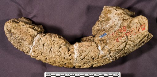 Triceratops sp