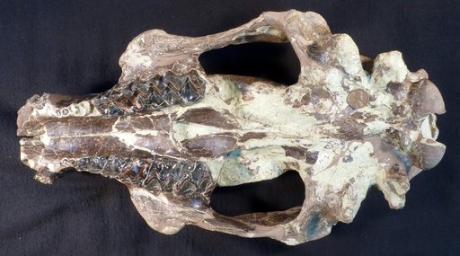 Mesatirhinus megarhinus (Earle, 1891)