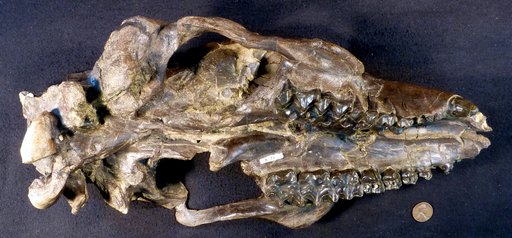 Mesatirhinus megarhinus (Earle, 1891)