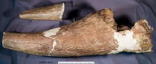 Triceratops sp