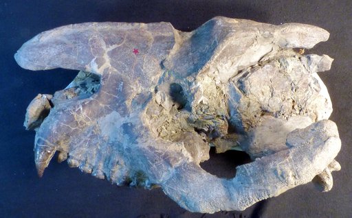 Palaeosyops leidyi Osborn
