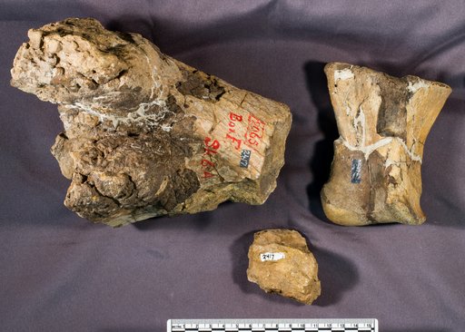 Triceratops sp