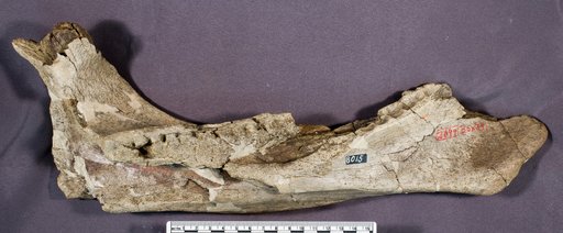 Triceratops sp