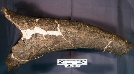 Triceratops prorsus Marsh, 1890