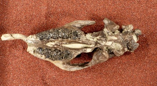 Hyrachyus affinis (Marsh)
