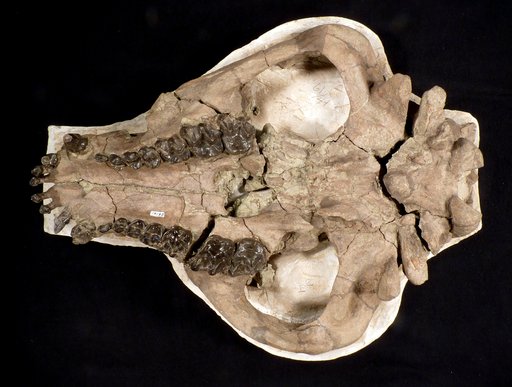 Palaeosyops paludosus Leidy, 1870