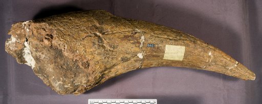 Triceratops prorsus Marsh, 1890