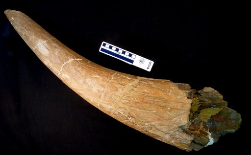 Triceratops sp