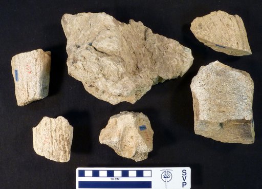 Triceratops sp