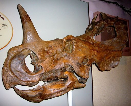 Centrosaurus apertus (Lambe, 1904)