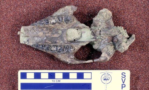 Helaletes nanus (Marsh, 1871)