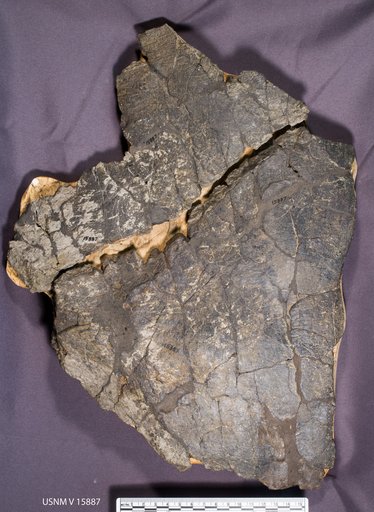 Arrhinoceratops utahensis Gilmore, 1946