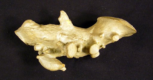 Triceratops sulcatus Marsh, 1890