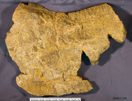 Triceratops sp