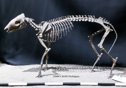 Orohippus pumilus Marsh, 1871