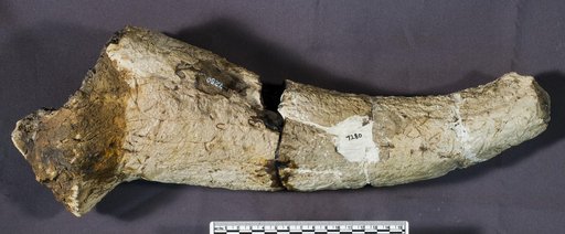 Triceratops sp