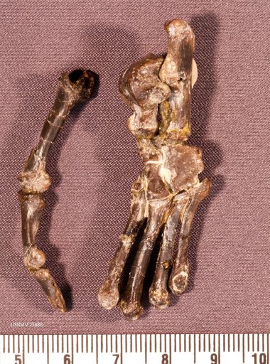 Smilodectes gracilis Marsh