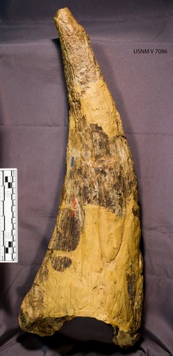 Triceratops sp