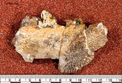 Patriofelis ferox (Marsh)
