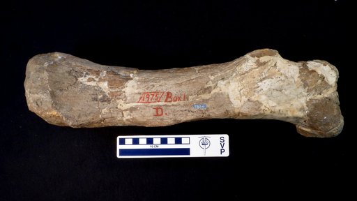 Triceratops sp