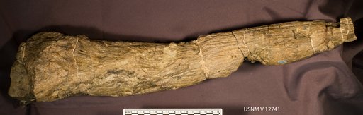 Pentaceratops sternbergii Osborn, 1923