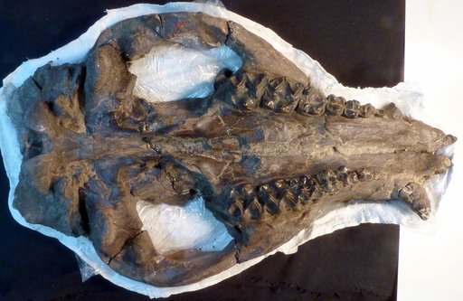 Manteoceras manteoceras Hay, 1902