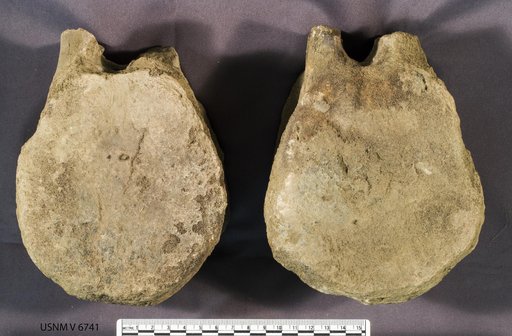 Triceratops sp