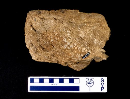 Triceratops sp