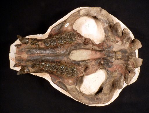 Palaeosyops paludosus Leidy, 1870