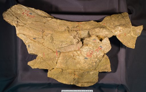 Triceratops serratus Marsh, 1890