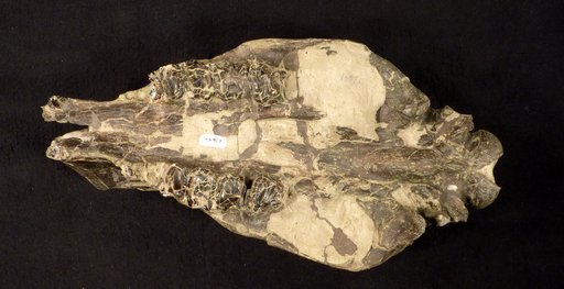Hyrachyus modestus (Leidy, 1870)
