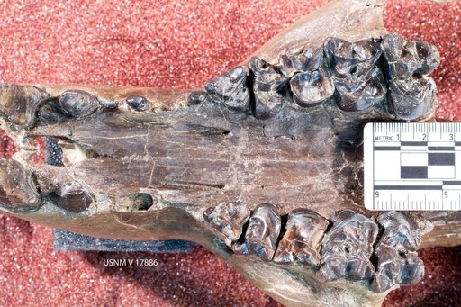 Trogosus hyracoides (Marsh)