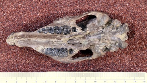 Helaletes nanus (Marsh, 1871)