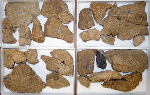 Triceratops sp