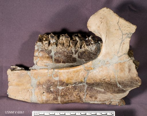 Eoceratops canadensis Lambe, 1915