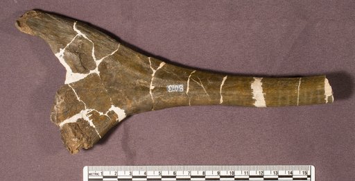 Brachyceratops montanensis Gilmore, 1914