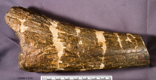 Triceratops sp