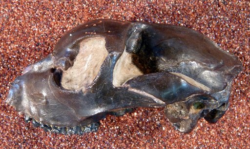 Smilodectes gracilis Marsh