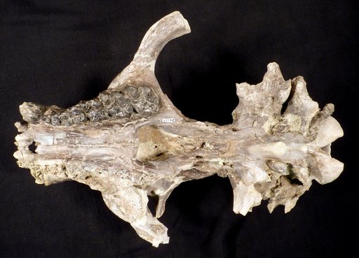 Palaeosyops paludosus Leidy, 1870