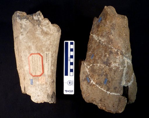 Triceratops sp