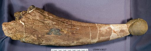 Triceratops sp