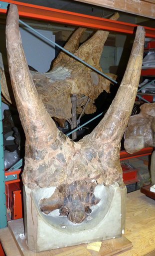 Triceratops sulcatus Marsh, 1890