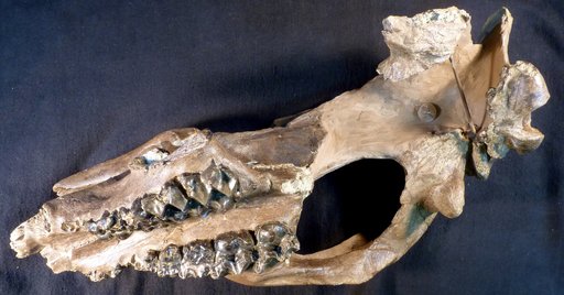 Telmatherium cf. cultridens (Osborn et al.)