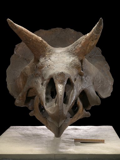 Triceratops horridus Marsh, 1889