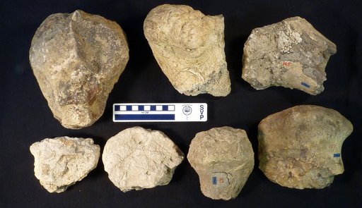 Triceratops sp