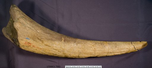 Triceratops sp