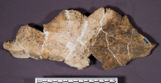 Genus sp