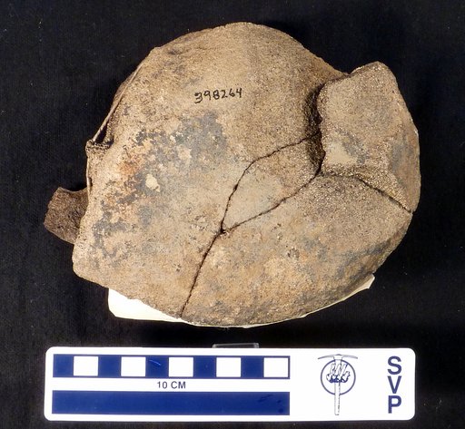 Triceratops sp