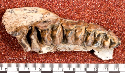 Hyracodon priscidens Lambe